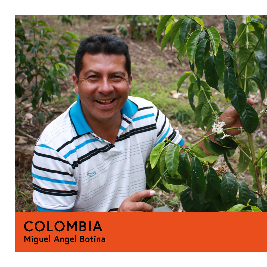Colombia | Miguel Angel Botina | Caturra | Double Anaerobic | Filter | 100g - Image 2