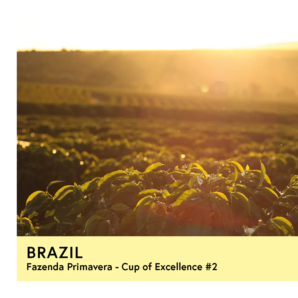 Brazil | Fazenda Primavera COE #2 | Geisha | Anaerobic Natural | Filter | 100g - Image 2