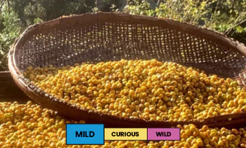 Brazil | Mantiqueira de Minas | Yellow Bourbon | Natural - Image 2