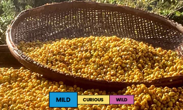 Brazil | Mantiqueira Lot #1 | Yellow Bourbon & Yellow Catuai | Natural | Espresso | 250g - Image 2