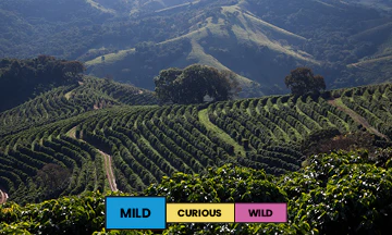 Brazil | Mantiqueira Lot #2 | Yellow Bourbon & Yellow Catuai | Natural | Espresso | 250g - Image 2