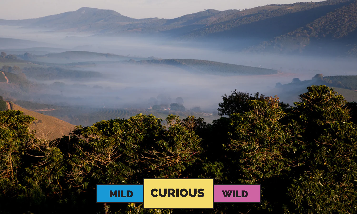 Brazil | Mantiqueira Lot#2 | Yellow Catuai & Yellow Bourbon | Natural | Filter | 250g - Image 3