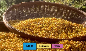 Brazil | Mantiqueira de Minas | Yellow Bourbon & Yellow Catuai | Natural | Espresso | 250g - Image 2