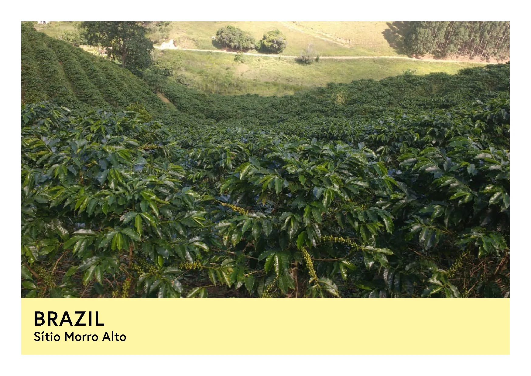Brazil | Sítio Morro Alto  | Red Catuai | Pulped Natural | Filter | 250g - Image 3