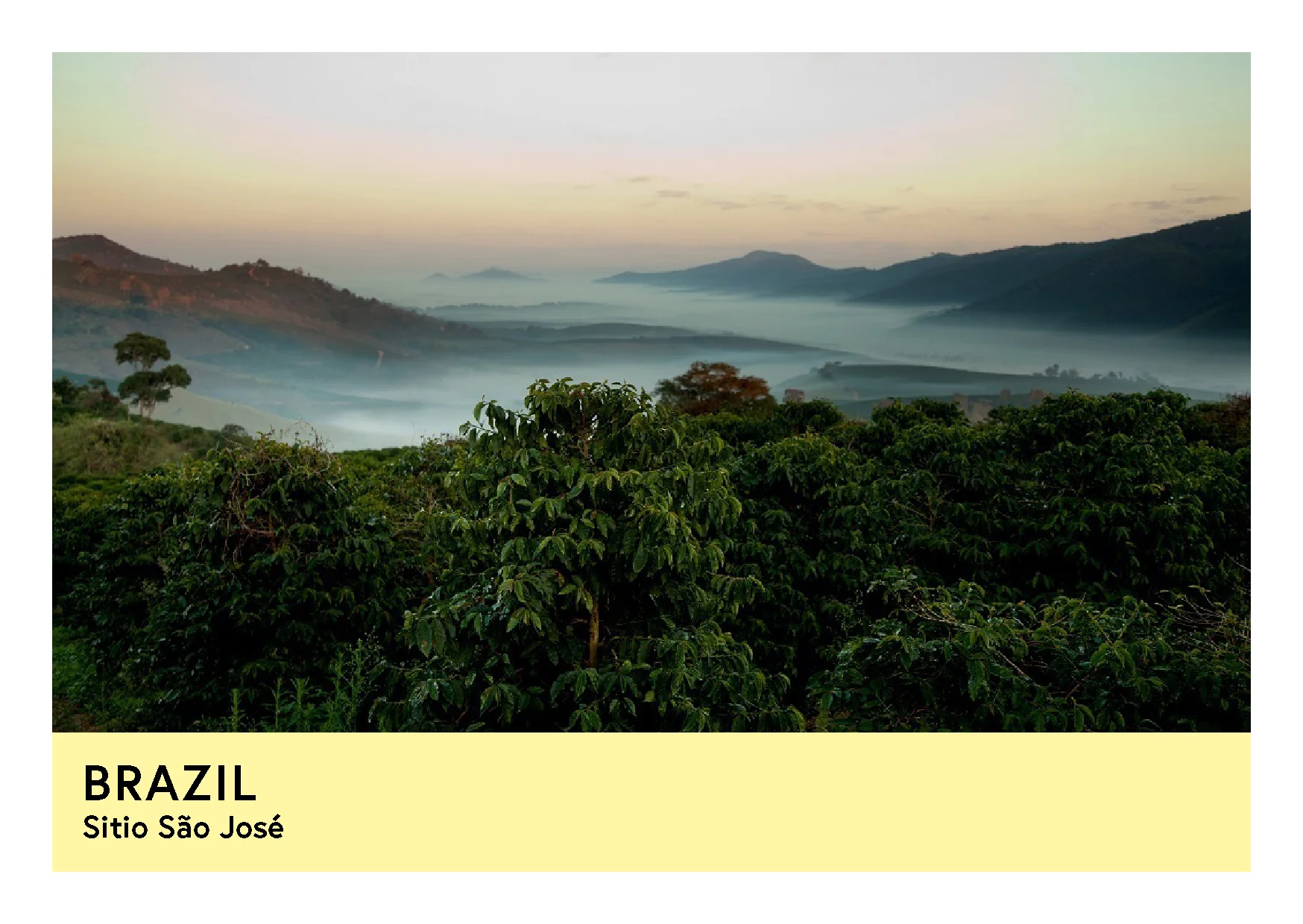 Brazil | Sitio São José | Yellow Catuai | Natural | Filter | 250g - Image 2