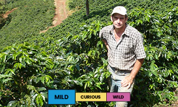 Brazil | Sitio Sertaozinho | Yellow Bourbon | Natural | Filter | 250g - Image 2