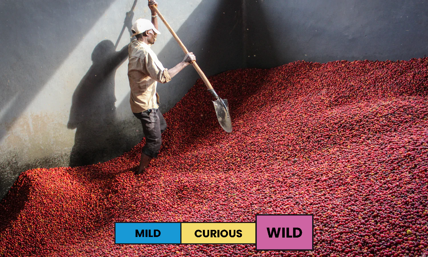 Burundi | Gisha | Red Bourbon | Natural | Espresso | 250g - Image 3