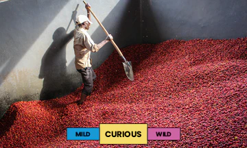 Burundi | Kibingo | Red Bourbon | Washed | Espresso | 250g - Image 2