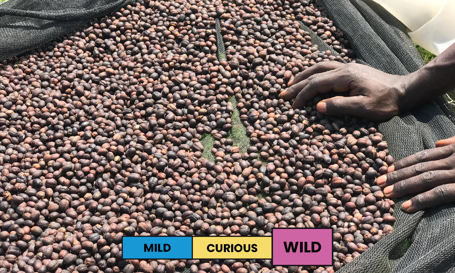 Burundi | Nyagashiha | Red Bourbon | Natural | Filter | 250g - Image 3
