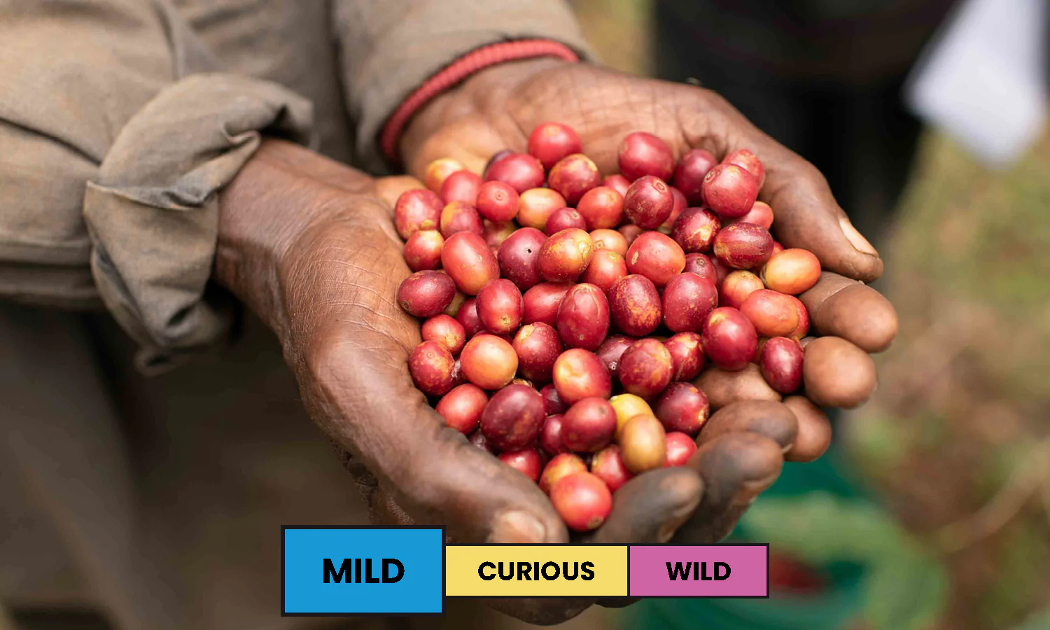 Burundi | Nyagashiha | Red Bourbon | Washed | Filter | 250g - Image 3