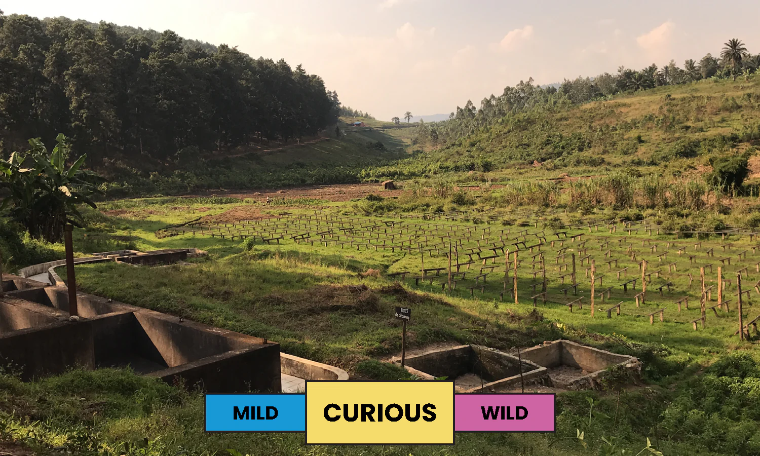 Burundi | Rugazi | Red Bourbon | Honey | Filter | 250g - Image 3
