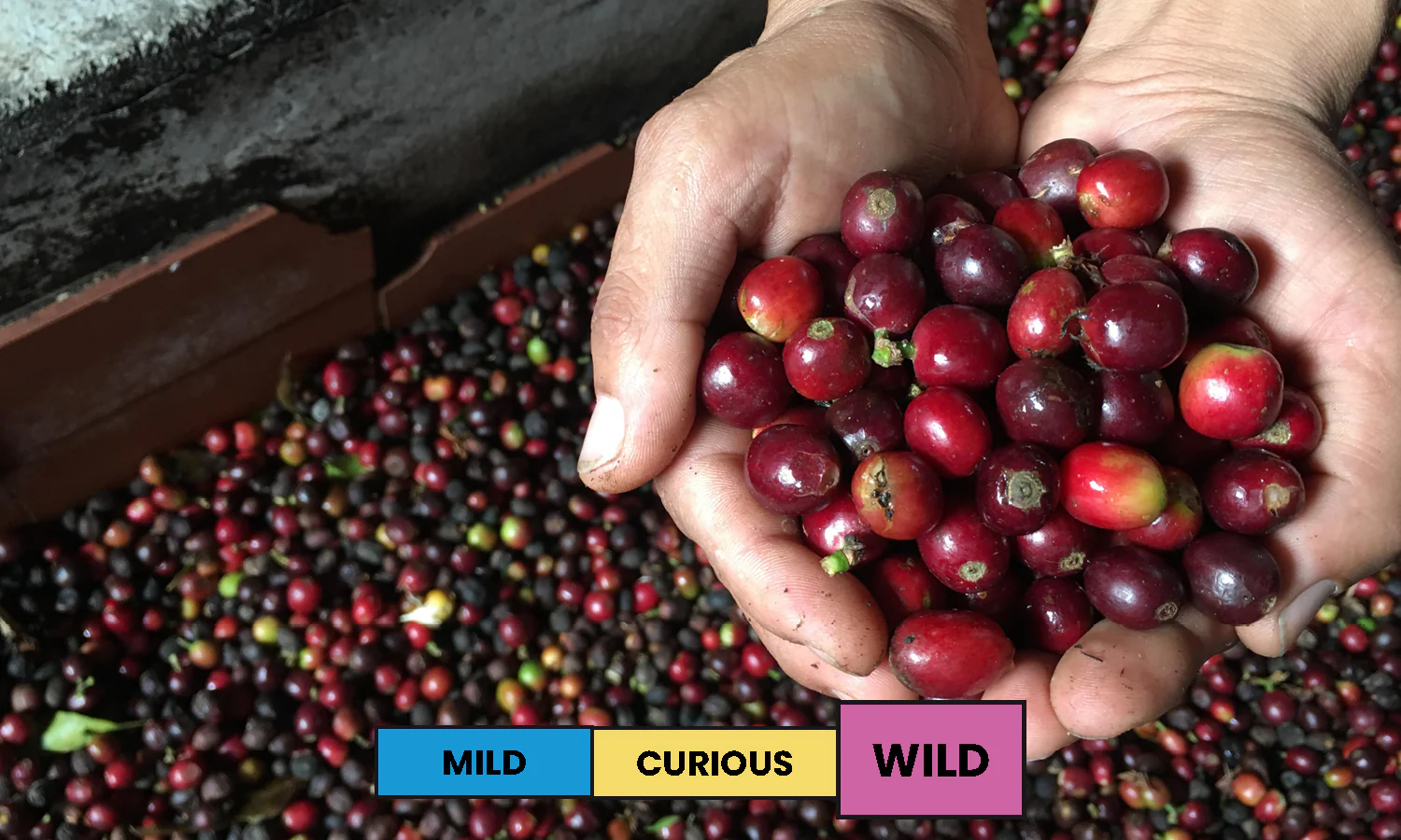 Colombia | La Cereza | Pink Bourbon | Anaerobic Natural | Filter | 200g - Image 2