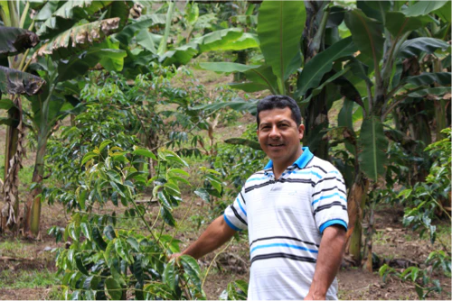 Colombia | La Miel | Geisha | Natural | Filter | 100g - Image 2