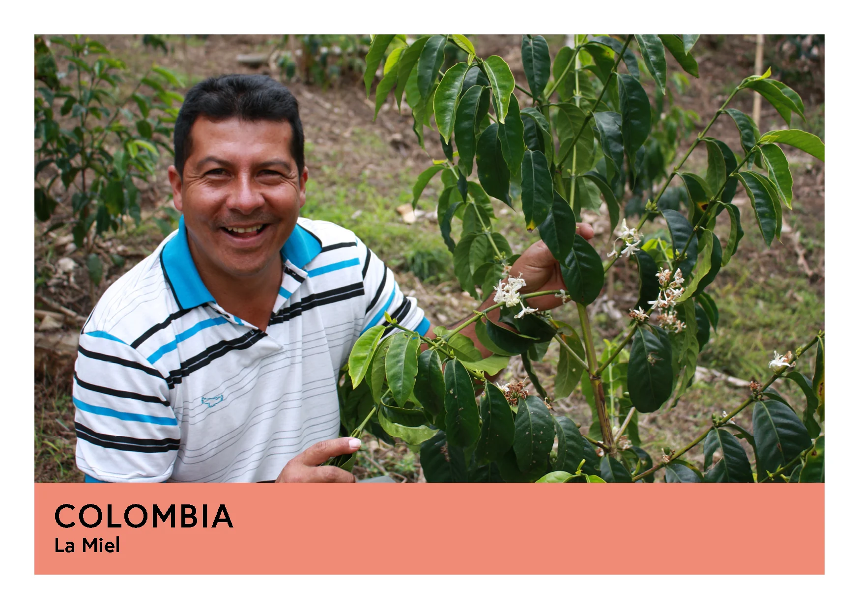Colombia | La Miel | Geisha | Natural | Filter | 100g - Image 3