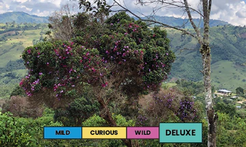 Colombia | La Nature | Geisha | Anaerobic Washed | Filter | 100g - Image 2