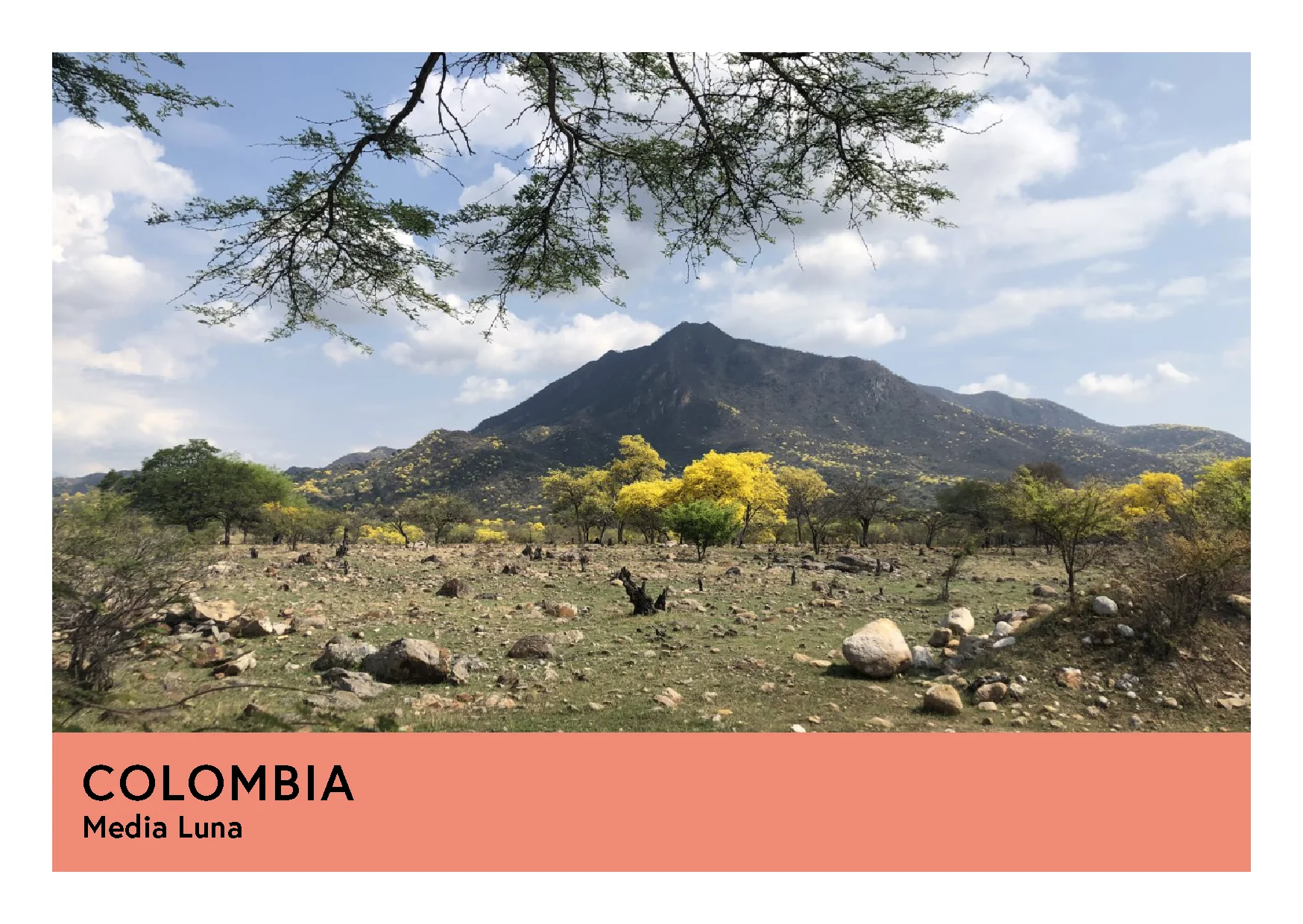 Colombia | Media Luna | Caturra & Typica | Natural | Filter | 250g - Image 3
