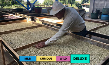 Costa Rica | Alto de Abra | Geisha | Anaerobic Washed | Filter | 100g - Image 2