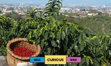 Costa Rica | Finca Garcilaso | Centroamericano | Red Honey | Filter | 250g - Image 2