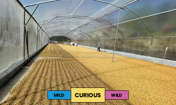 Costa Rica | Finca La Angelina | Villa Sarchi | Honey | Filter | 250g - Image 2