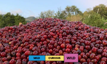 Costa Rica | Finca Licho | Villa Sarchi | Natural | Filter | 250g - Image 2