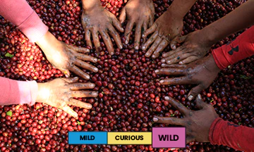 Costa Rica | Hacienda San Ignacio | Centroamericano | Natural | Espresso | 250g - Image 2