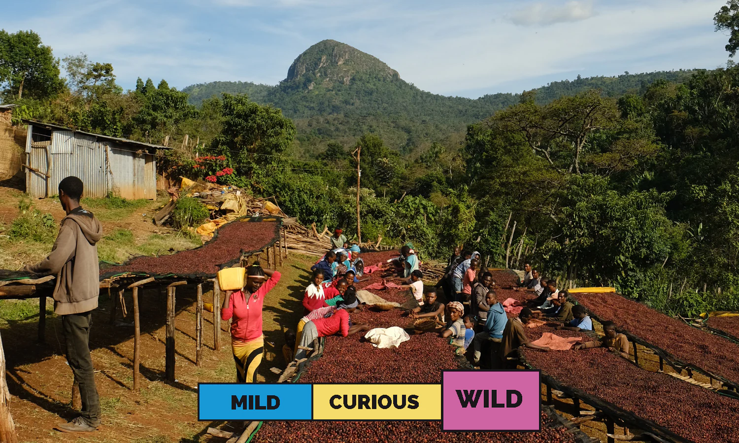 Ethiopia | Guji | Heirloom | Natural | Espresso | 250g - Image 3