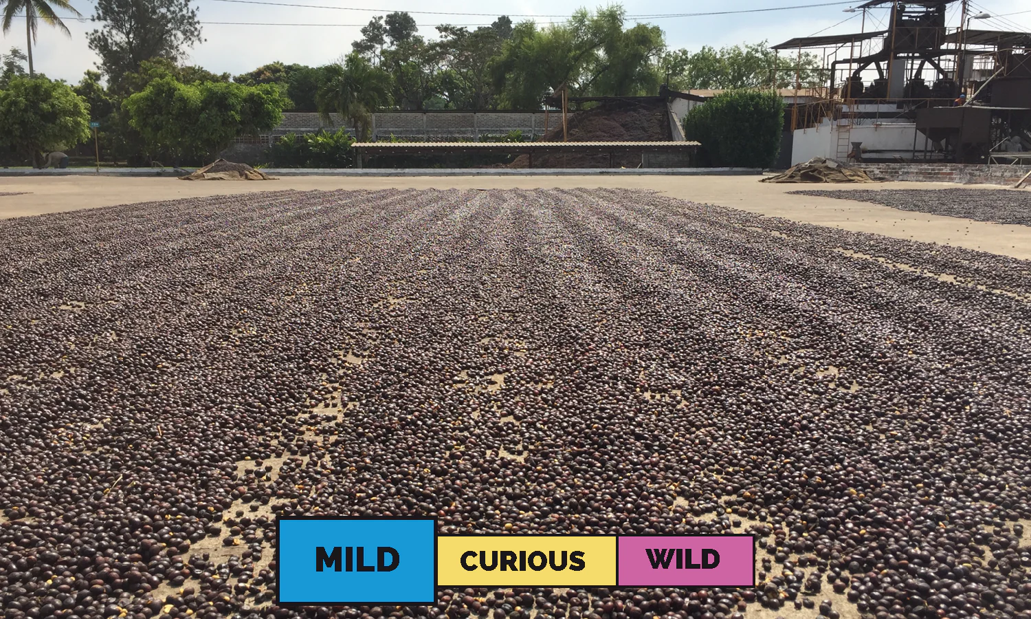 El Salvador | Familia Pacas | Bourbon & Pacas | Washed | Espresso | 250g - Image 3