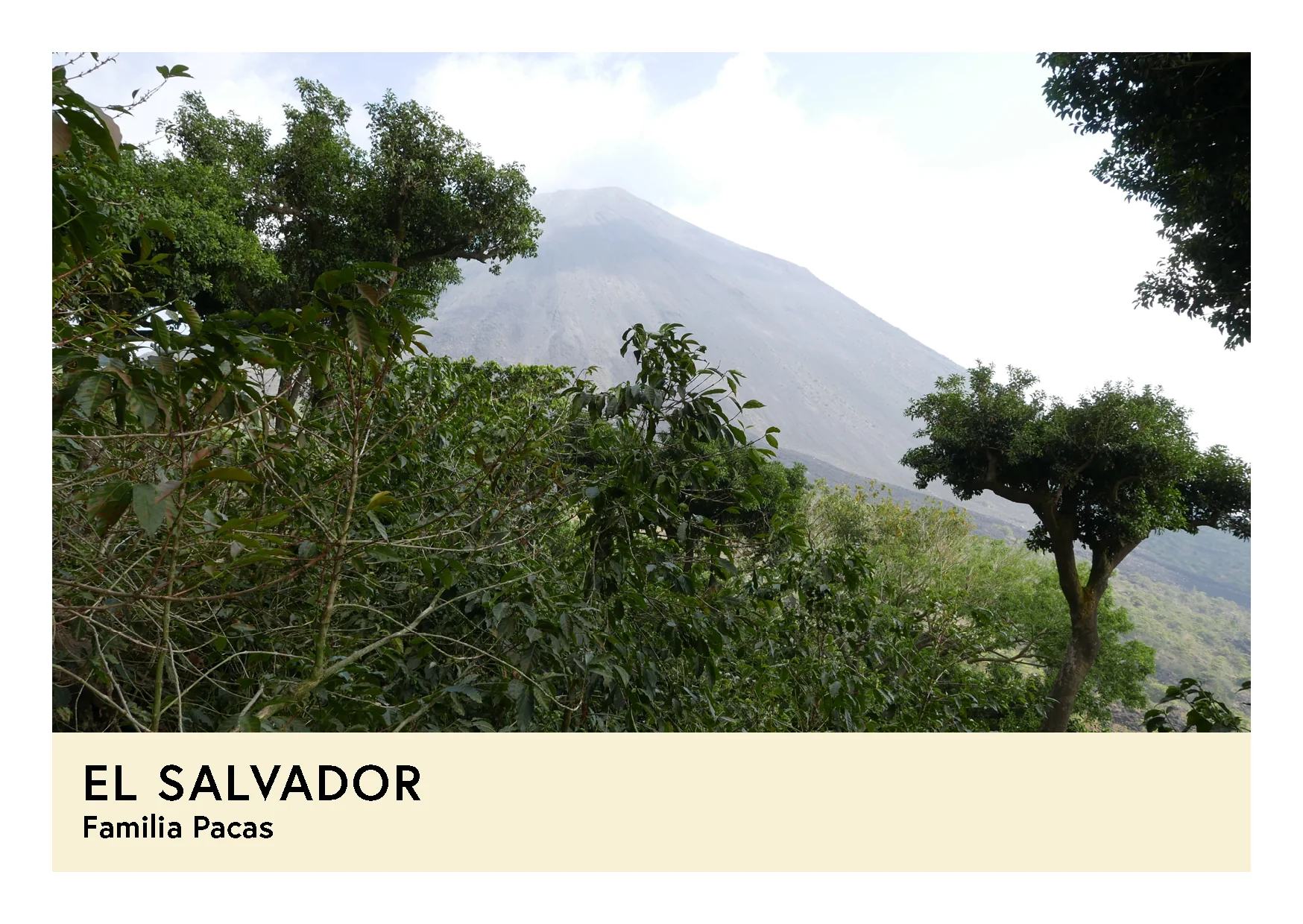 El Salvador | Familia Pacas | Bourbon & Pacas | Washed | Espresso | 250g - Image 2