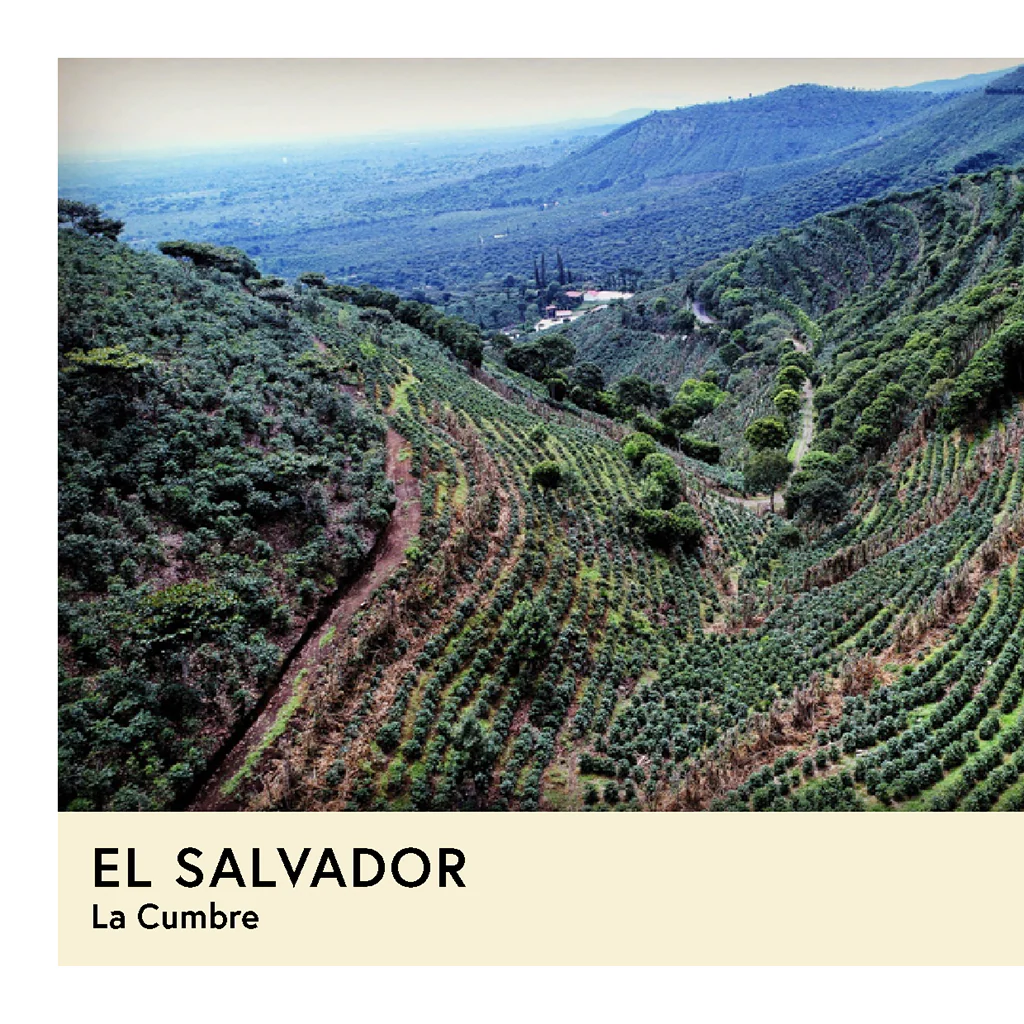 El Salvador | La Cumbre | Orange Bourbon | Natural | Filter | 100g - Image 2
