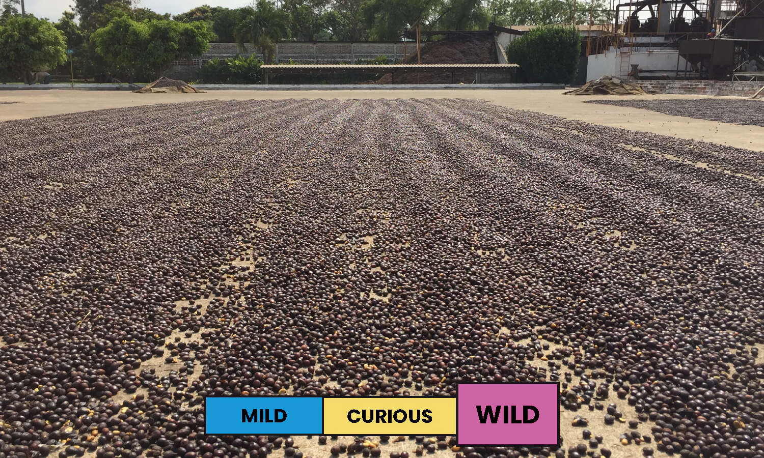 El Salvador | La Esperanza | Mokka | Natural | Filter | 200g - Image 2