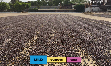 El Salvador | Ruby Blend | Bourbon | Natural | Espresso | 250g - Image 2