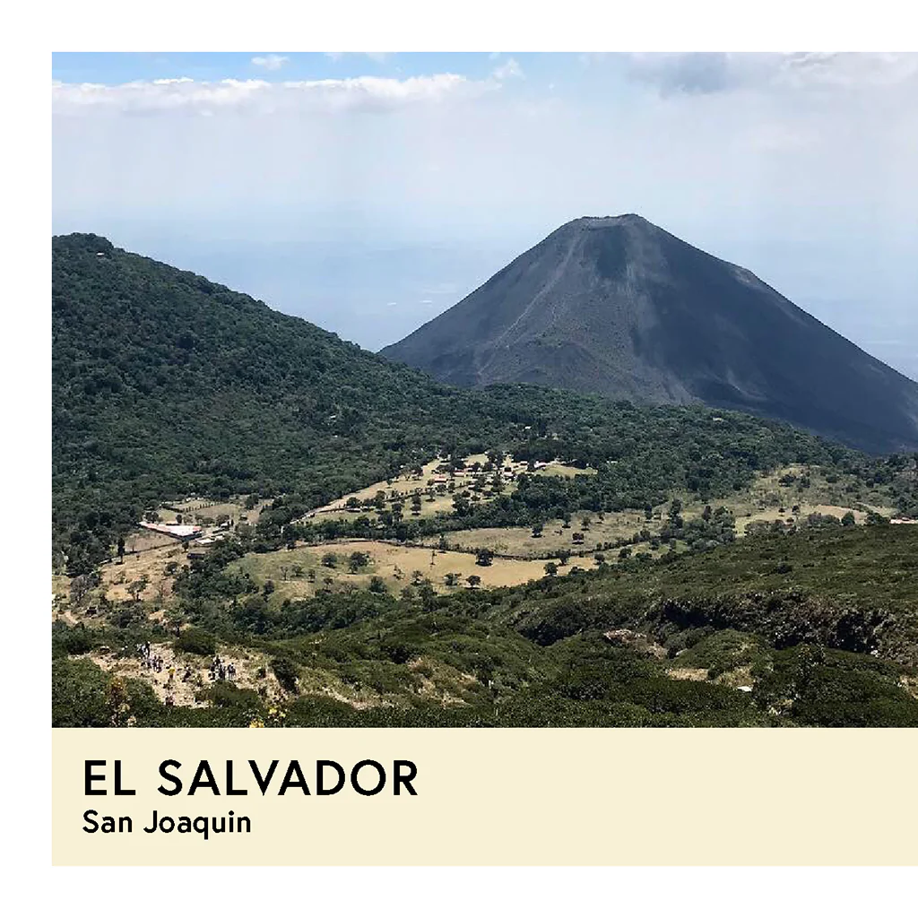 El Salvador | San Joaquin | Red Bourbon | Natural | Filter | 250g - Image 2