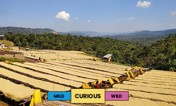 Ethiopia | Aricha | Heirloom | Washed | Espresso | 250g - Image 2