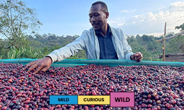 Ethiopia | Bitoya | Kurume | Natural - Image 2