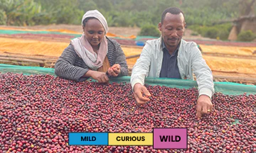 Ethiopia | Gerba Dogo | Kurume | Natural - Image 2