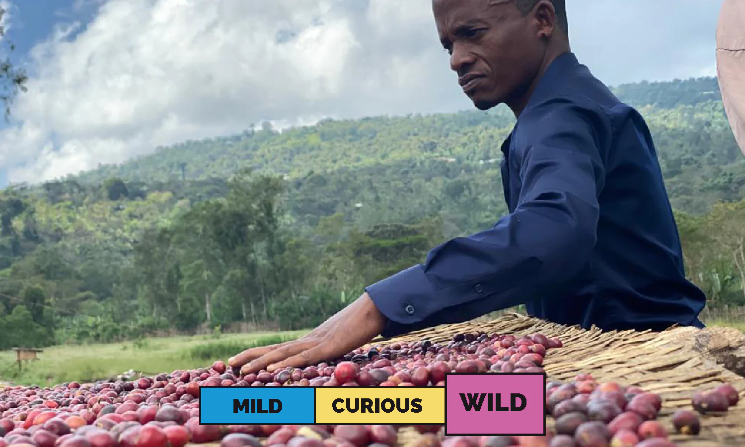 Ethiopia | Girma Bekele  | Heirloom | Natural | Filter | 250g - Image 3