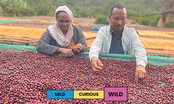 Ethiopia | Harosema | Heirloom | Natural - Image 2