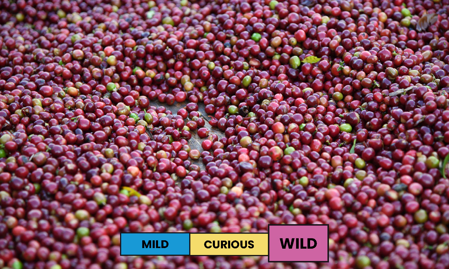 Ethiopia | Jabanto | Kurume | CM Natural | Filter | 200g - Image 2