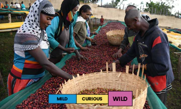 Ethiopia | Jabanto | Kurume | Natural | Espresso | 250g - Image 2