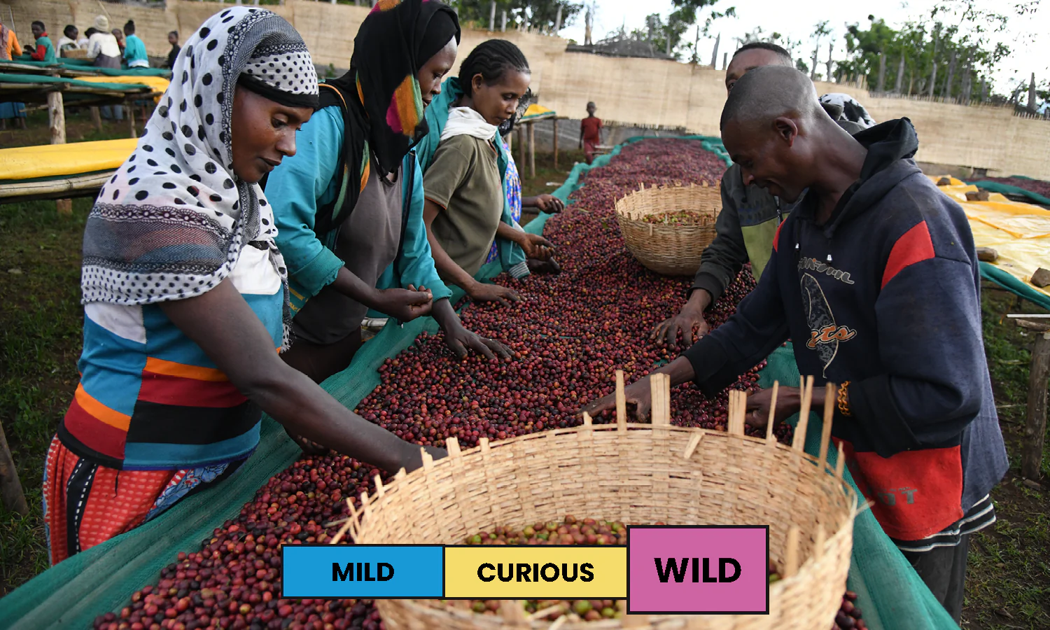 Ethiopia | Jabanto Kurume | Natural | Filter | 250g - Image 2
