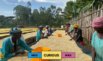 Ethiopia | Jabanto | Kurume | Washed | Filter | 250g - Image 2