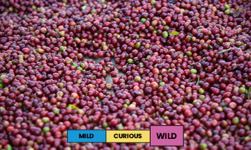 Ethiopia | Jabanto Shashamene | Heirloom | Natural | Espresso | 250g - Image 2
