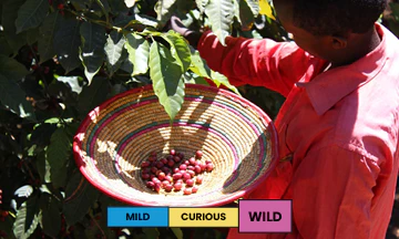 Ethiopia | Lalesa | Heirloom | Natural - Image 2