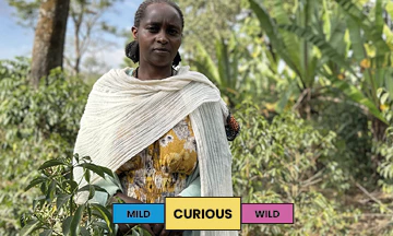 Ethiopia | Nigist Girmachew | Heirloom | Natural - Image 2