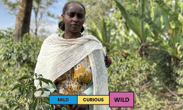 Ethiopia | Nigist Girmachew | Kurume | Natural - Image 2