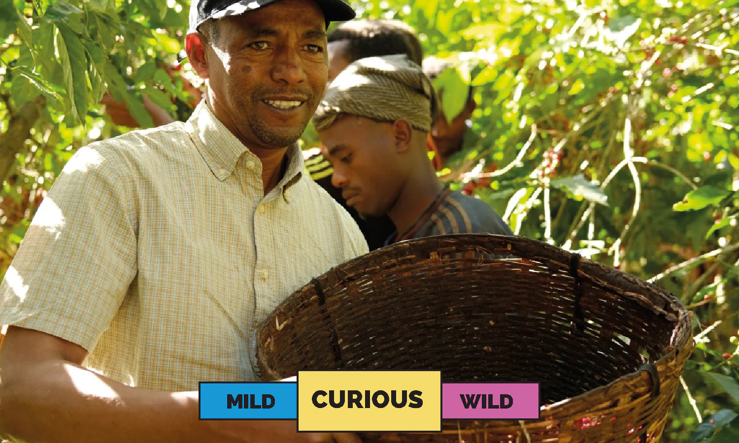 Ethiopia | Tade GG  | Heirloom | Washed | Filter | 250g - Image 3