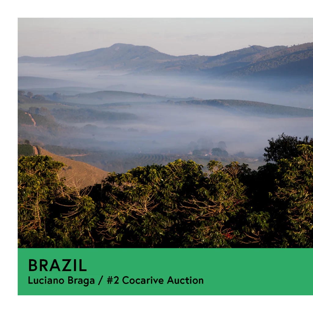Brazil | Luciano Braga - #2 Cocarive Auction | Yellow Bourbon | Natural | Filter | 250g - Image 2
