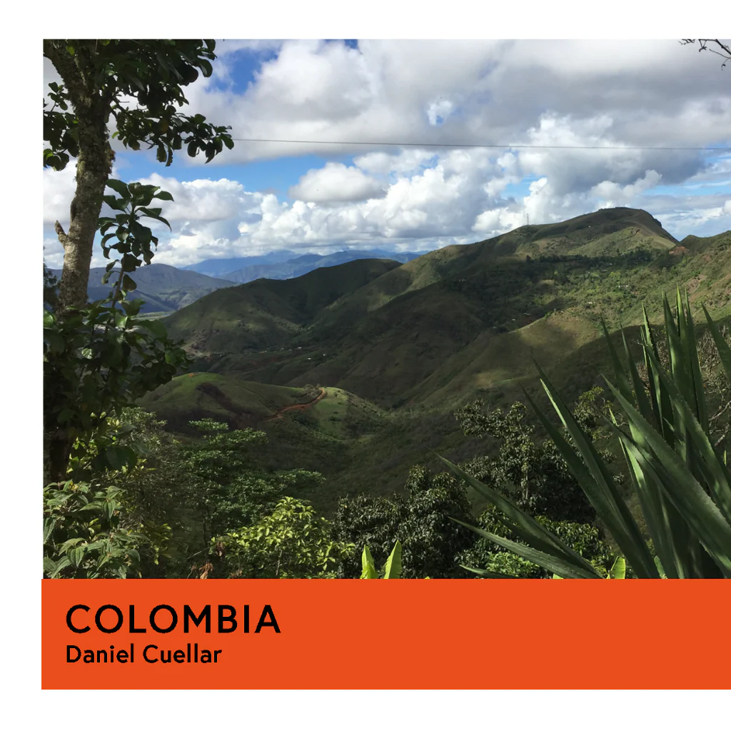 Colombia | Daniel Cuellar | Pink Bourbon | Natural | Filter | 250g - Image 2