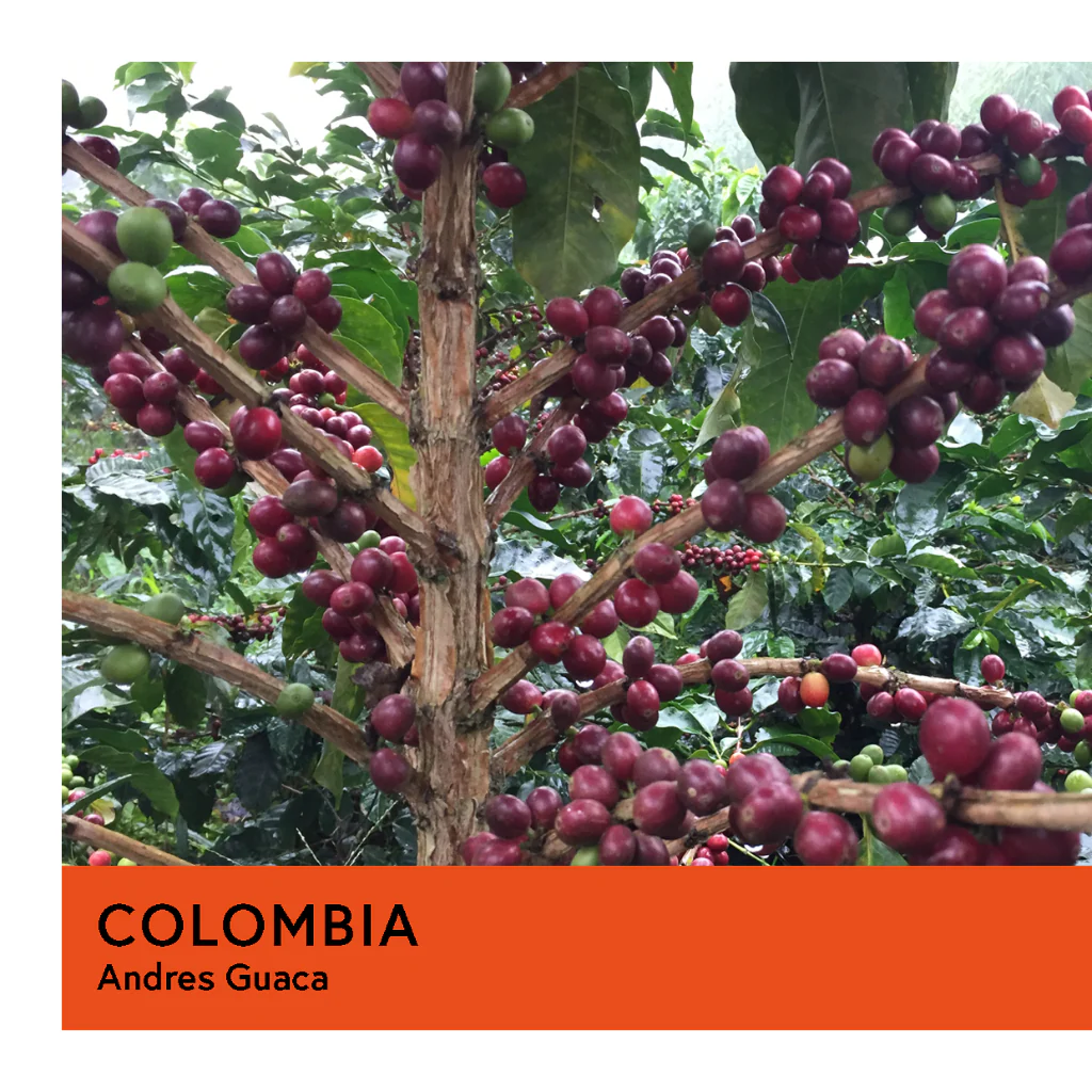 Colombia | Andres Guaca | Purple Bourbon | Natural | Filter | 250g - Image 2