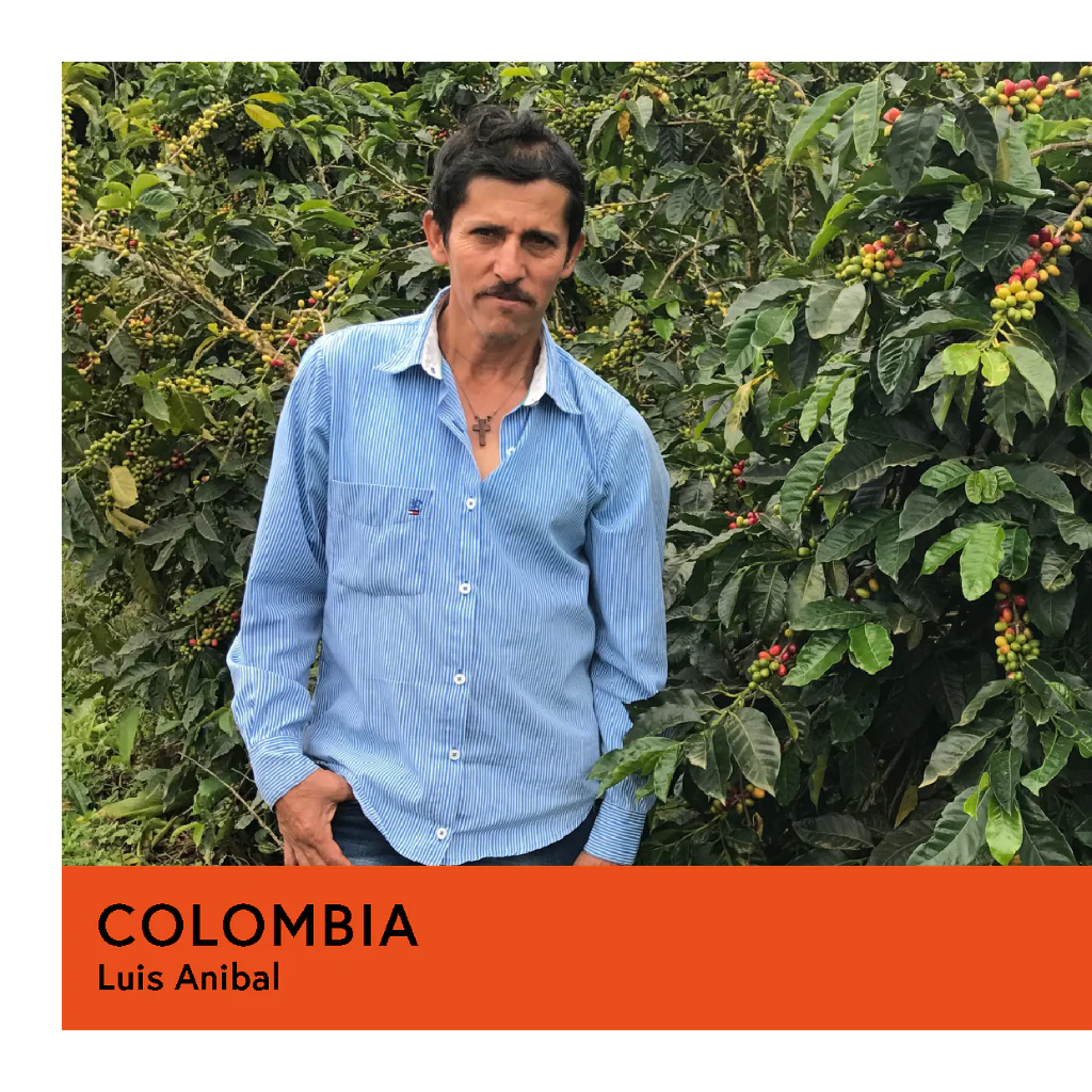 Colombia | Luis Anibal | Caturron | Anaerobic Washed 25hr | Filter | 200g - Image 2